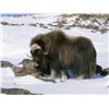 Image 1 : 2-Day Greenland Musk Ox Hunt for 1