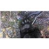 Image 4 : 5-Day Maine Fall Baited Black Bear Hunt for 1