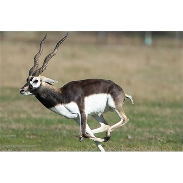 5-Day Argentina Blackbuck and Wild Boar Hunt for 2 Hunters