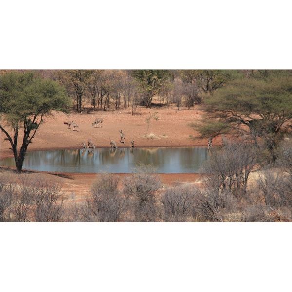 5-Day Namibia Zebra and Multiple Antelope Hunt for 2 Hunters