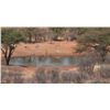 Image 1 : 5-Day Namibia Zebra and Multiple Antelope Hunt for 2 Hunters
