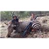Image 5 : 5-Day Namibia Zebra and Multiple Antelope Hunt for 2 Hunters