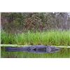 Image 1 : 2-Day Florida Alligator Hunt for 1