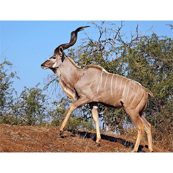 6-Day South Africa Cape Kudu and Cape Bushbuck Hunt for 1