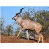 Image 1 : 6-Day South Africa Cape Kudu and Cape Bushbuck Hunt for 1