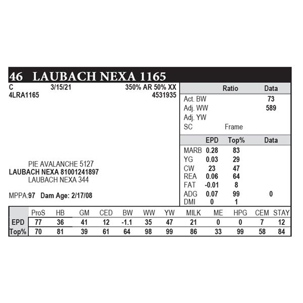Laubach Nexa 1165