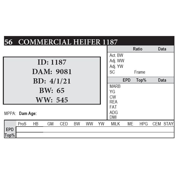 OUT OF SALE - Laubach COMMERCIAL HEIFER 1187