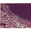 Image 1 : Cape Canaveral Oversized Photograph
