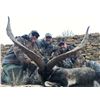 Image 10 : SPANISH BECEITE IBEX HUNT FOR 2 HUNTERS