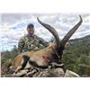 Image 4 : SPANISH BECEITE IBEX HUNT FOR 2 HUNTERS