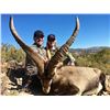 Image 7 : SPANISH BECEITE IBEX HUNT FOR 2 HUNTERS