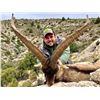 Image 8 : SPANISH BECEITE IBEX HUNT FOR 2 HUNTERS