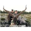 Image 9 : SPANISH BECEITE IBEX HUNT FOR 2 HUNTERS