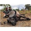 Image 1 : CAPE BUFFALO SAFARI FOR 1 HUNTER