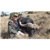 Image 3 : CAPE BUFFALO SAFARI FOR 1 HUNTER