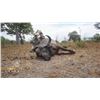 Image 5 : CAPE BUFFALO SAFARI FOR 1 HUNTER