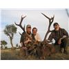 Image 2 : SPANISH BIG GAME HUNT FOR 1 HUNTER