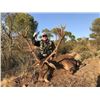 Image 3 : SPANISH BIG GAME HUNT FOR 1 HUNTER