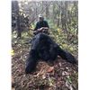 Image 14 : GIANT MINNESOTA BLACK BEAR HUNT FOR 1 HUNTER