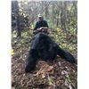 Image 5 : GIANT MINNESOTA BLACK BEAR HUNT FOR 1 HUNTER