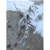 Image 1 : Tree Stump That Grew Around A T-Post