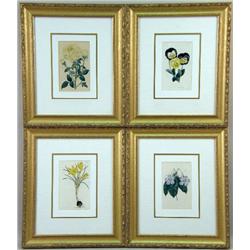 A SET OF FOUR STEEL-ENGRAVED BOTANICAL PRINTS