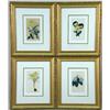 Image 1 : A SET OF FOUR STEEL-ENGRAVED BOTANICAL PRINTS