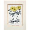 Image 4 : A PAIR OF FRAMED STEEL-ENGRAVED BOTANICAL SEED LABELS