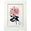 Image 6 : A PAIR OF FRAMED STEEL-ENGRAVED BOTANICAL SEED LABELS