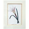 Image 7 : A PAIR OF FRAMED STEEL-ENGRAVED BOTANICAL SEED LABELS