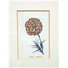Image 8 : A PAIR OF FRAMED STEEL-ENGRAVED BOTANICAL SEED LABELS