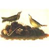 Image 1 : c1946 Audubon Print, #10 American Pipit