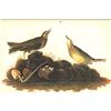 Image 2 : c1946 Audubon Print, #10 American Pipit
