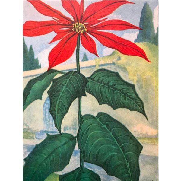 1920's Poinsettia Color Lithograph Print