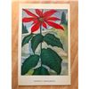 Image 2 : 1920's Poinsettia Color Lithograph Print