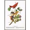 Image 2 : c1946 Audubon Print, #44 Summer Tanager