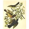 Image 1 : c1946 Audubon Print, #369 Thrasher and Thrush