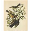 Image 2 : c1946 Audubon Print, #369 Thrasher and Thrush