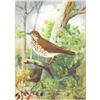 Image 1 : 1920's Thrush Color Lithograph Print