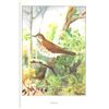 Image 2 : 1920's Thrush Color Lithograph Print