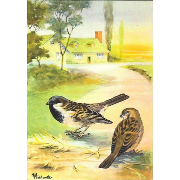 1920's Sparrow Color Lithograph Print