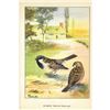 Image 2 : 1920's Sparrow Color Lithograph Print