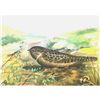 Image 1 : 1920's Whippoorwill Color Lithograph Print