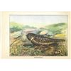 Image 2 : 1920's Whippoorwill Color Lithograph Print