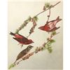 Image 1 : c1946 Audubon Print, #4 Purple Finch