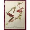 Image 2 : c1946 Audubon Print, #4 Purple Finch