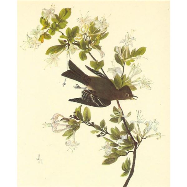 c1946 Audubon Print, #115 Wood Pewee