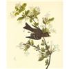 Image 1 : c1946 Audubon Print, #115 Wood Pewee