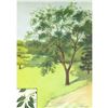 Image 1 : 1920's Wild Black Cherry Color Lithograph Print