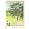 Image 2 : 1920's Wild Black Cherry Color Lithograph Print
